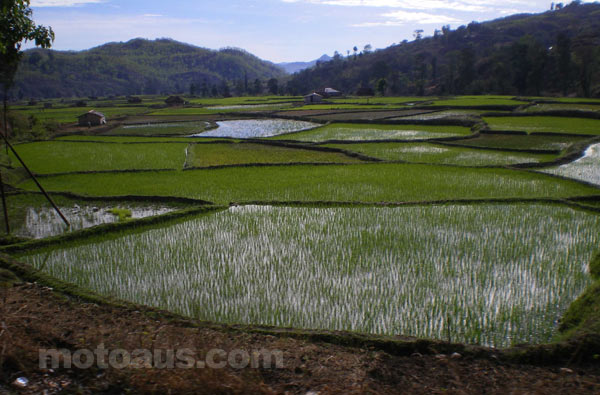 timor-paddy