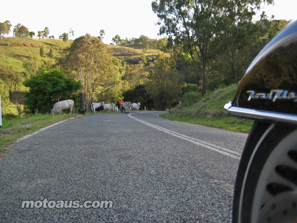 harley2011_road-king_road-king-cows