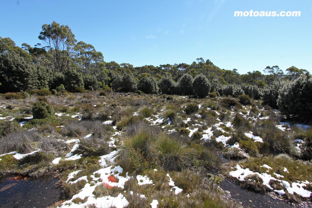 button-grass-devils-gullet